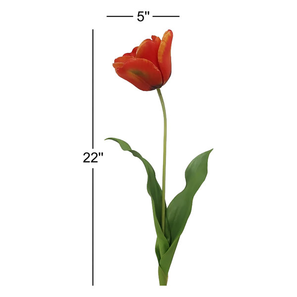 新品未開封　TULIP「LIVE ACT TULIP 1973-1979」BOX Alcott Hill® OPEN TULIP STEM | Wayfair